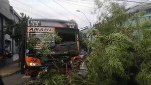 Colectivero evitó tragedia al quedarse sin frenos: antes de impactar contra un árbol habló con sus pasajeros