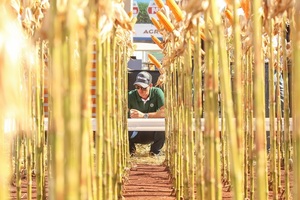 Innovar 2022: Más de 20 empresas presentarán cultivos demostrativos en la tradicional feria - Paraguay Informa