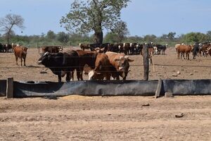 Fuerte valorización del Novillo Mercosur a un nuevo máximo