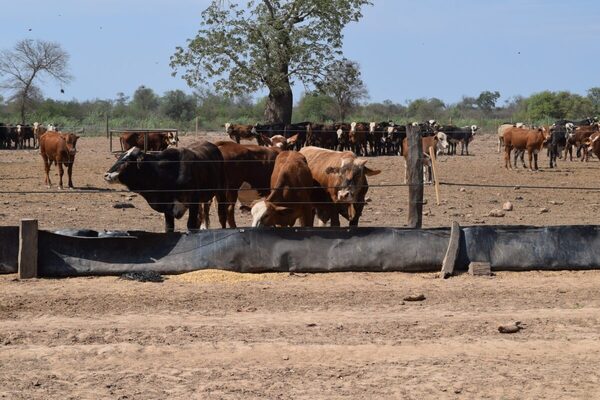 Fuerte valorización del Novillo Mercosur a un nuevo máximo