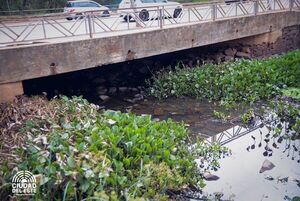 Monitorean sobre causas de mortandad de peces en el Lago de la República - La Clave