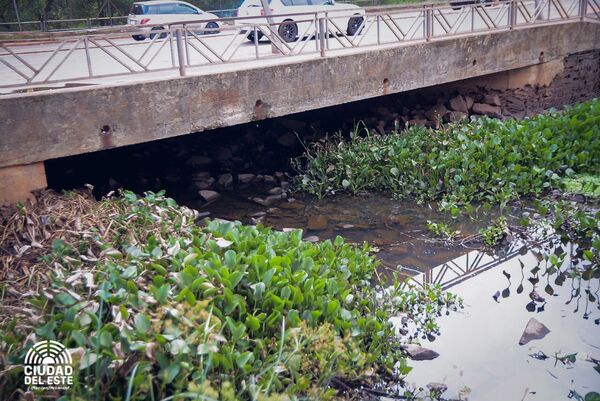 Monitorean sobre causas de mortandad de peces en el Lago de la República - La Clave
