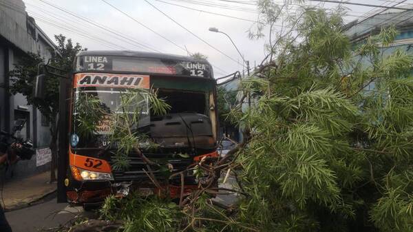 Crónica / Chofer avisó "sujetenseee" a pasajeros, antes de chocar contra un árbol