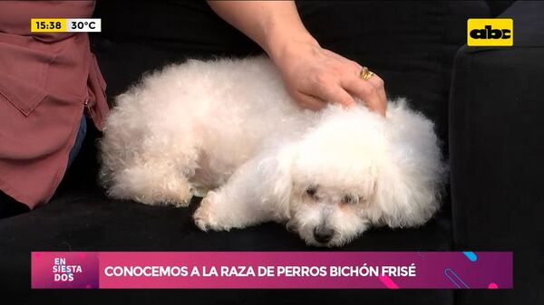 Conocemos a la raza de perros Bichón frisé - Ensiestados - ABC Color