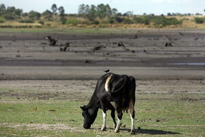 Uruguay extiende 90 días la emergencia agropecuaria por la sequía - MarketData