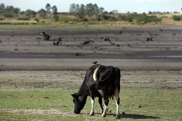 Uruguay extiende 90 días la emergencia agropecuaria por la sequía - MarketData