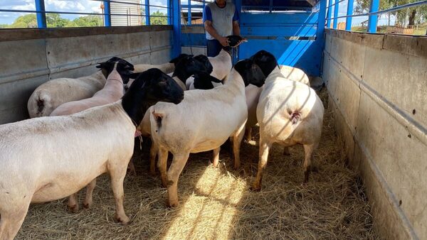 Granja San Bernardo exportó ovinos Dorper de alto valor genético a Argentina