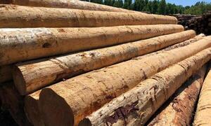 Exportación paraguaya de madera creció un 45% en 2021