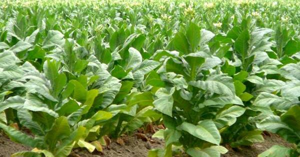 La Nación / Aumentan 2% el impuesto al tabaco