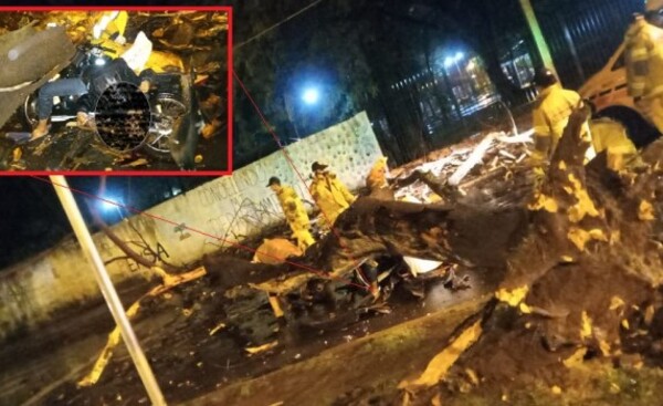 Muere aplastado por un árbol en la esquina del Centro Regional