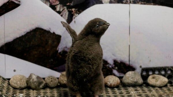 Bebé pingüino nace en México y es "entrenado" por sus cuidadores