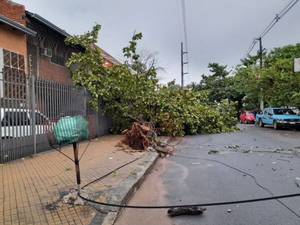 Cuantiosos daños por vientos de casi 100 km/h durante la tormenta