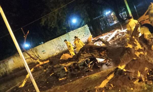 Motociclista fallece aplastado por un árbol en Ciudad del Este – Prensa 5