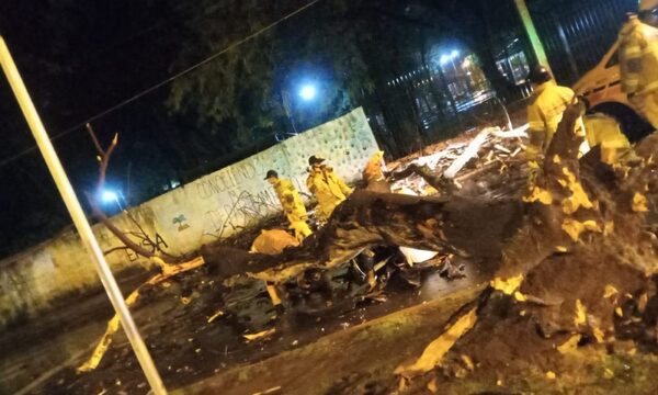 Árbol le cayó encima y murió