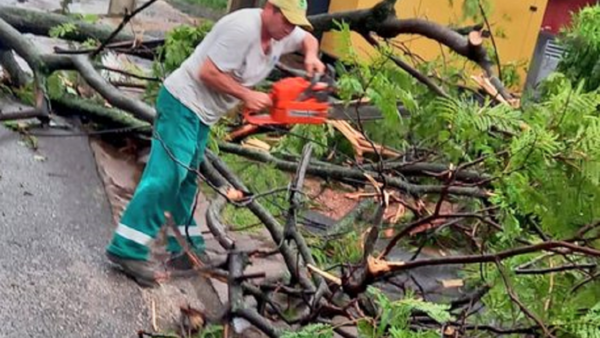 Tras temporal realizan trabajos de despeje de árboles caídos 