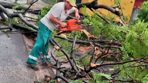 Tras temporal realizan trabajos de despeje de árboles caídos