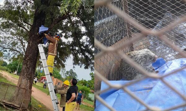Rescatan y liberan a un puercoespín en Coronel Oviedo – Prensa 5
