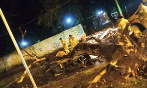 Árbol le cayó encima y murió