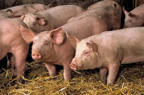El precio de la carne porcina podría aumentar a causa de la sequia