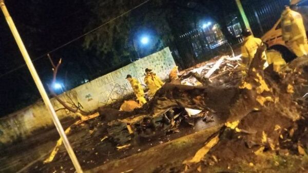 Árbol cae sobre una moto y conductor muere en Ciudad del Este