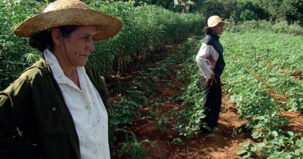 La Nación / Las lluvias “aliviaron” la siembra, pero reportan escasez de semillas