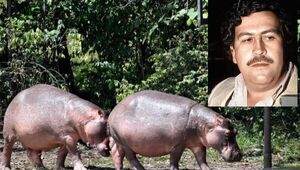 Colombia declara especie invasora a los hipopótamos de Pablo Escobar