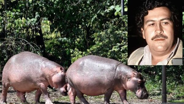 Colombia declara especie invasora a los hipopótamos de Pablo Escobar