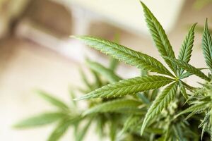 Una ciudad del desierto en Israel quiere convertirse en la "capital" del cannabis medicinal