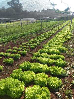 Lluvias del fin de semana favorecen a hortigranjeros de A. Paraná - La Clave