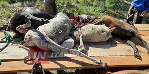 EXTRAÑO ATAQUE A OVEJAS EN CORONEL BOGADO. - Itapúa Noticias