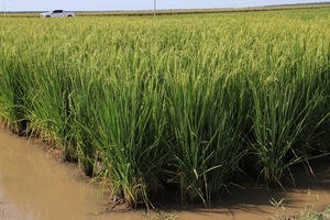 Estiman una merma del 35% en la producción de arroz