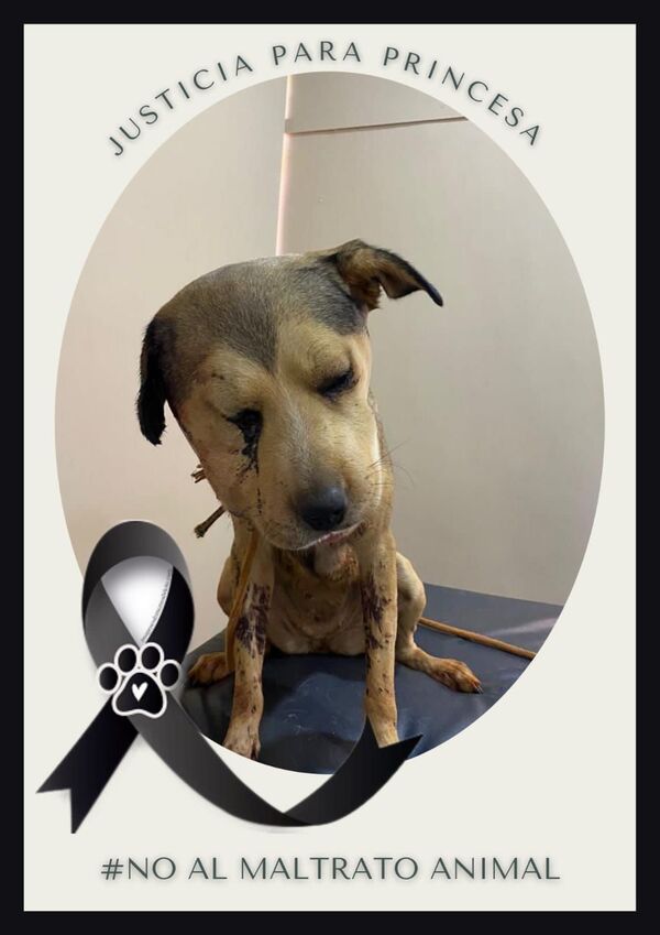 Matan a golpizas a una cachorra y sospechan que la supuesta autora sería una vecina