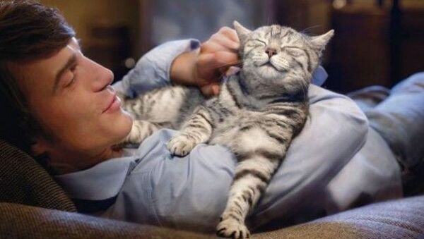 Gatos: Por qué son las mascotas ideales para hacer compañía - Mascotas - ABC Color