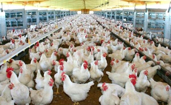 Sequía también golpea al sector avícola
