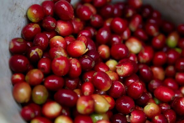 Los ingresos por las exportaciones de café hondureño suben 85 % en cuatro meses de cosecha - MarketData