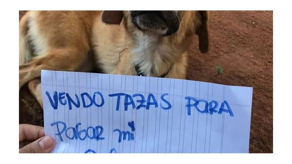 Greta, una perrita con cáncer, vende tazas para costear su quimioterapia