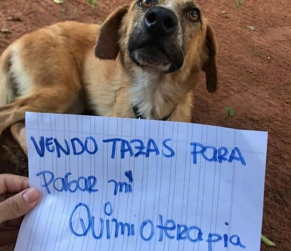 Greta, una perrita con cáncer, vende tazas para costear su quimioterapia