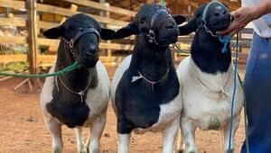 Granja San Bernardo exportó a Argentina 13 ovinos Dorper de calidad genética superior (y se alista para enviar más)