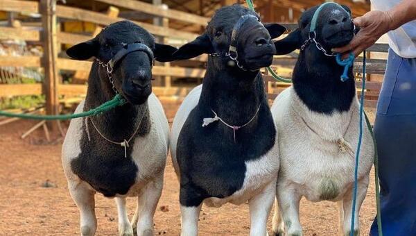 Granja San Bernardo exportó a Argentina 13 ovinos Dorper de calidad genética superior (y se alista para enviar más)