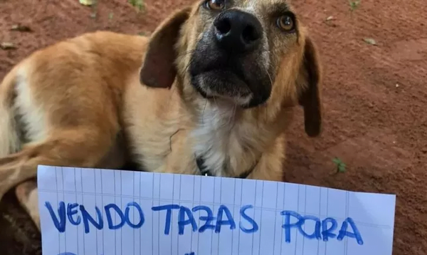 Greta, una perrita con cáncer, vende tazas para costear su quimioterapia - Noticiero Paraguay