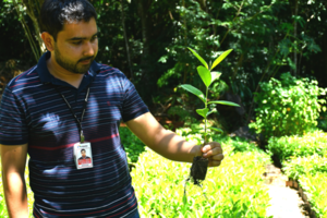 Vivero de Itaipu produce 40 diferentes especies de plantas ornamentales de manera anual - .::Agencia IP::.