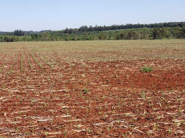 Productores inician siembra de maíz con la esperanza de recuperar pérdidas en soja - La Clave