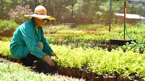 Vivero de ITAIPU produce 40 diferentes especies de plantas ornamentales de manera anual