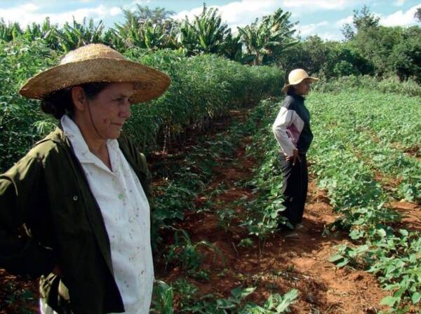 Lluvias aliviaron al sector productivo, aunque pérdidas por sequía ya están, según la UGP - El Observador