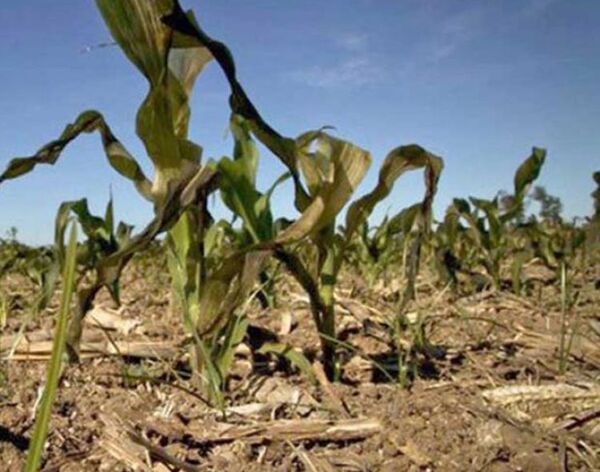 Productores de Horqueta piden apoyo del MAG ante consecuencias de la sequía