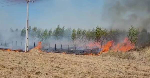 La Nación / Carapeguá: denuncian que incendio forestal en maquiladora fue provocado