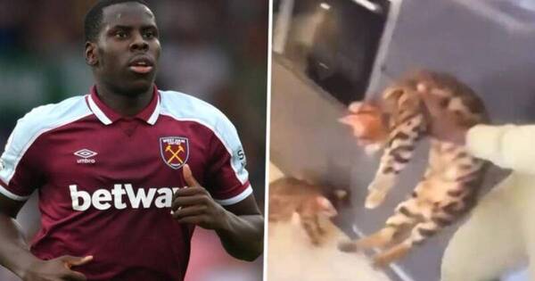 La Nación / Jugador de la Premier League, repudiado por maltratar a su gato