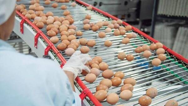 La meta de Nutrihuevos: comercializar 24 millones de docenas de huevos este año y expandirse con nuevas sucursales