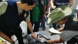 Perú impone su primera condena por tráfico de aletas de tiburón
