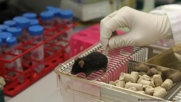 Los experimentos con animales, a referéndum en Suiza